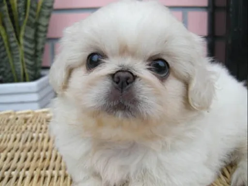 ペキニーズの子犬販売 画像1