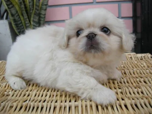 ペキニーズの子犬販売 画像1
