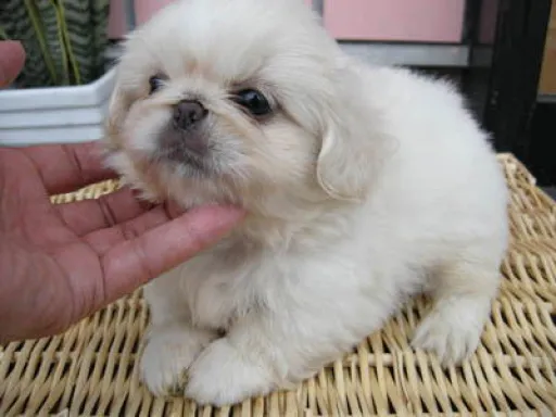 ペキニーズの子犬販売 画像1