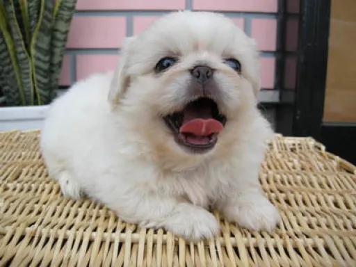 ペキニーズの子犬販売 画像1