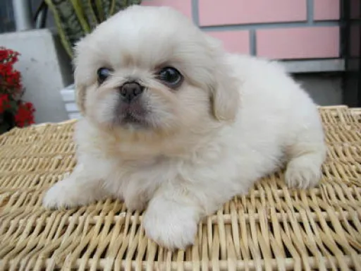 ペキニーズの子犬販売 画像1