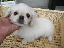 ペキニーズ