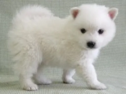 日本スピッツの子犬販売 画像1