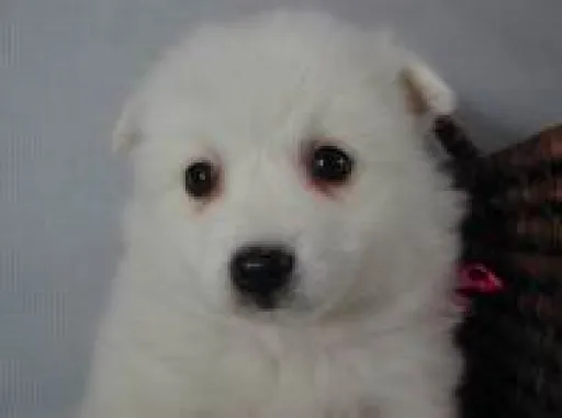 日本スピッツの子犬販売 画像1