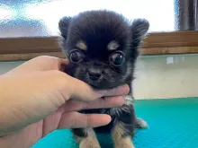 チワワ