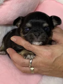 チワワ