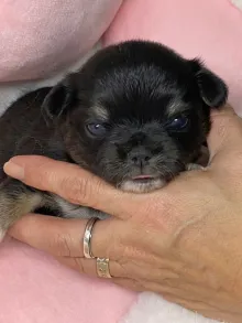 チワワ