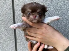 チワワ