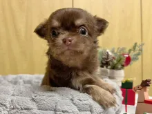 チワワ