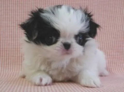狆(ちん)の子犬販売 画像1