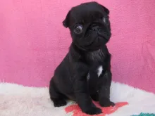 パグ