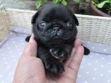 パグ