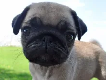 パグ