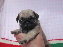 パグ