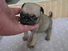 パグ