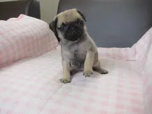 パグ