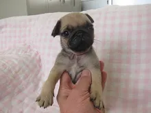 パグ