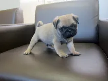 パグ