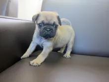 パグ