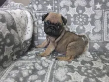 パグ