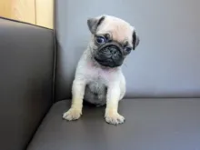 パグ