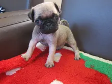 パグ