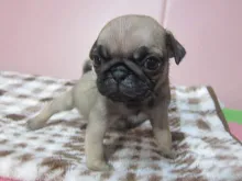 パグ
