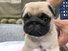 パグ