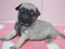 パグ