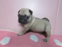パグ