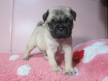 パグ