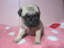 パグ