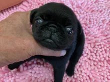 パグ