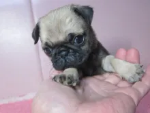 パグ
