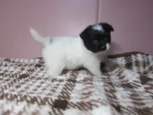 パピヨン