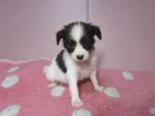 パピヨン