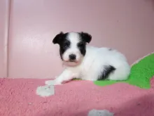 パピヨン