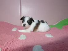パピヨン