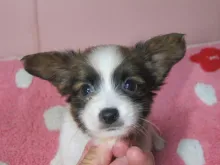 パピヨン