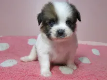 パピヨン