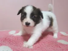 パピヨン