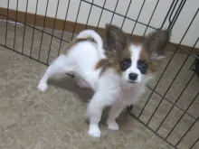 パピヨン