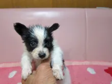 パピヨン
