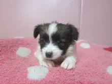 パピヨン