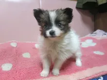 パピヨン
