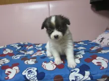 パピヨン