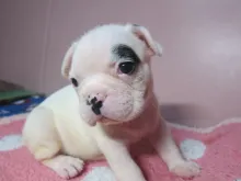 フレンチ・ブルドッグ