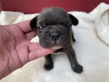 フレンチ・ブルドッグ