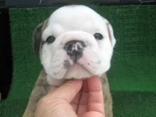 ブルドッグ