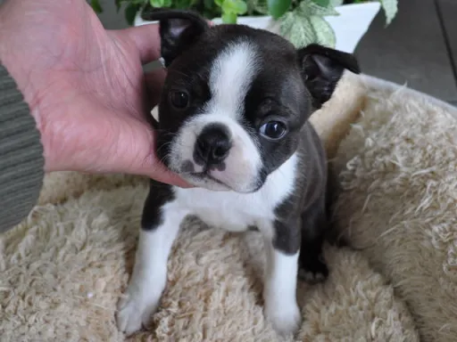 ボストン・テリアの子犬販売 画像1